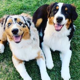 Australian Shepherd puppies from Rock Canyon Australian Shepherds
