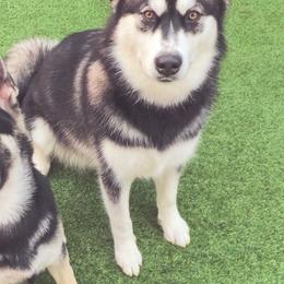 Sushi - Black and white female Alaskan Malamute puppy in Grayson County, Virginia from River Bend Malamutes