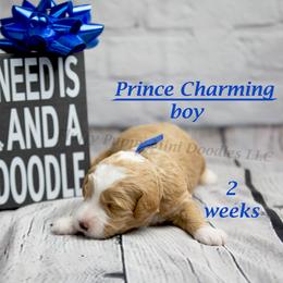 Prince Charming (blue collar) boy - Apricot male Goldendoodle puppy in Corona, California from Fluffy Puppy Mini Doodles LLC