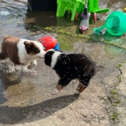 Miniature Australian Shepherd Puppies from Liberty Luck Mini Aussies