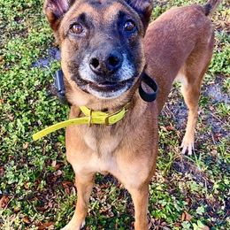 Belgian Malinois from Full Impact Breeding