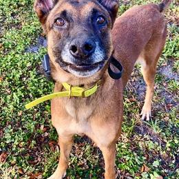 Belgian Malinois from Full Impact Breeding