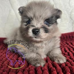 AKC GOMEZ - Blue merle male Pomeranian puppy in Watkins Glen, New York from Wicked Spirits Pomeranians