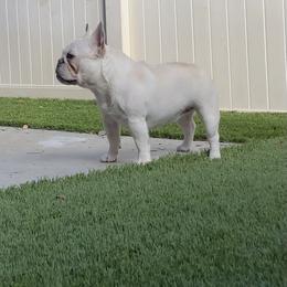 Pixie - French Bulldog