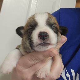 Sunny - White and red male Pembroke Welsh Corgi puppy in Tomball, Texas from Larsen Loved Corgis