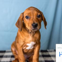 Captain Hook - Rd whtn blk nose male Rhodesian Ridgeback puppy in Alabama from Celtic Lore Ridgebacks