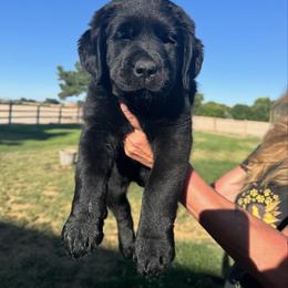Labrador Retriever Puppies from Blue Line Labradors