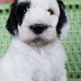 Boy 3 - Parti Poodle puppy in Sarver, Pennsylvania from Pemper House Poodles