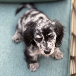 Rigatoni - Dachshund