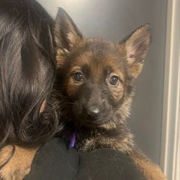 Jess (purple collar) - Sable female German Shepherd puppy in Jerusalem, Arkansas from Sudenblick German Shepherds