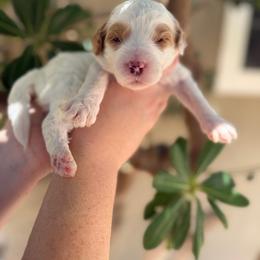 Benedict - Parti male Goldendoodle puppy in Barstow, California from Golden Desert Doodles