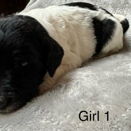 Goldendoodle Puppies from Bell’s Goldendoodles