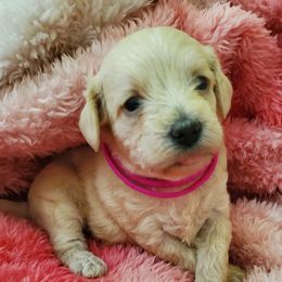 Girl 2 - Apricot Schnoodle puppy in Leitchfield, Kentucky from Eveleigh Acres Puppies