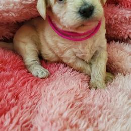 Girl 2 - Apricot Schnoodle puppy in Leitchfield, Kentucky from Eveleigh Acres Puppies