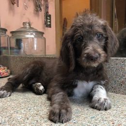 Assorted Doodle Crosses Puppies from Oodles of Kisses' Great DaNoodles