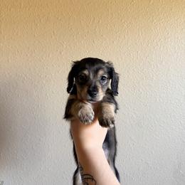 Lucas (yellow) - Black and cream male Dachshund puppy in Modesto, California from Once Upon a Mini Dachshund