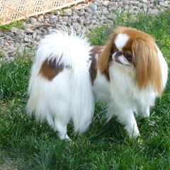 Japanese Chin and Pomeranian Puppies from Wyndgate Japanese Chin