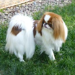 Japanese Chin and Pomeranian Puppies from Wyndgate Japanese Chin