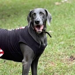 Weimaraners from Southern Magnolia Weimaraners
