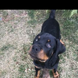 Rottweiler Puppies from Vom Gryphonberg