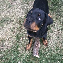 Rottweiler Puppies from Vom Gryphonberg