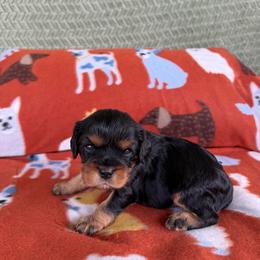 Cajun - Black and tan male Cavalier King Charles Spaniel puppy in Gonzales, Texas from Veach Cavaliers & Farm