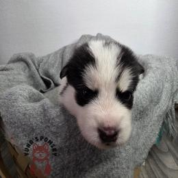 Blanka - Black and white male Pomsky puppy in Blaine, Minnesota from Yuna's Pomsky