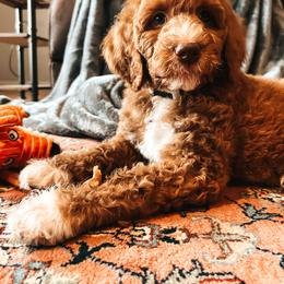 Goldendoodle Puppies from The Doting Doodle