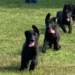 German Shepherd Puppies from Kaleef German Shepherds