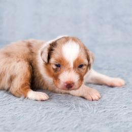 Rainy - Red merle female Australian Shepherd puppy in Riverton, Utah from Prestige Aussies