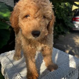 Goldendoodle Puppies from Mini Golden Doodles