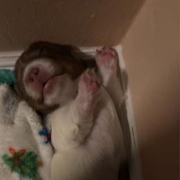 Bjorn - Piebald male Dachshund puppy in Goleta, California from CBOO Doxies