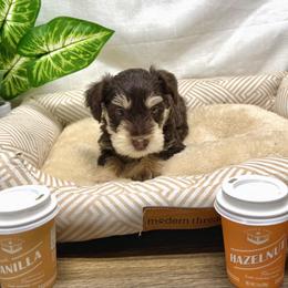 Andros - Liver male Miniature Schnauzer puppy in Huntington, Utah from Schnauzers on Robinson Lane