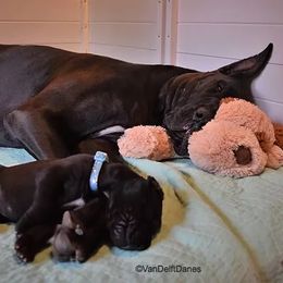 Great Dane Puppies from VanDelft Danes
