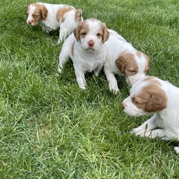 Brittany Puppies from Doc Litke’s Brittanys