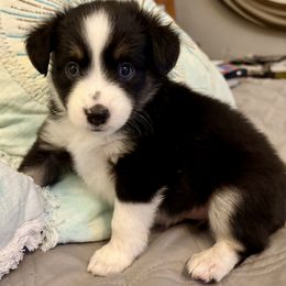 Nutmeg - Black tri male Miniature Australian Shepherd puppy in Port Saint Lucie, Florida from Charlene Brannon's Mini Australian Shepherds