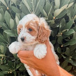 Waffle - Blenheim male Cavapoo puppy in Mayo, Florida from Kingston’s Cavaliers