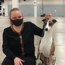 CH Nefer's Thunderstuck - Whippet