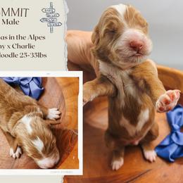 Summit - Parti male Goldendoodle puppy in Hilton, New York from The House of Goldendoodle