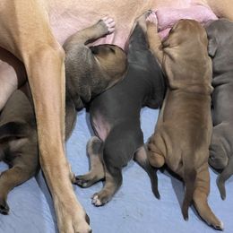 Great Dane and Rottweiler Puppies from Eastern Mountain Danes & Rottweilers
