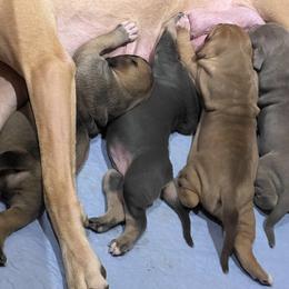 Great Dane and Rottweiler Puppies from Eastern Mountain Danes & Rottweilers