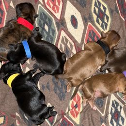 Shih Tzu Puppies from Pilgrim Shih tzu