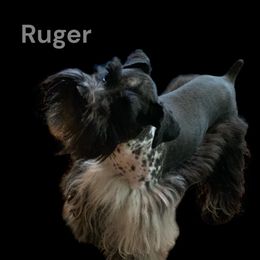 Ruger - Miniature Schnauzer