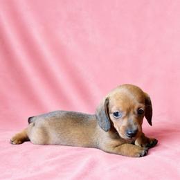 Robin - Red female Dachshund puppy in Richmond, Virginia from Paw Prints