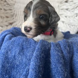 Disco Darlings - Vibe - Merle male Bernedoodle puppy in Charleston, South Carolina from Palm Belle Doodles
