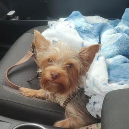 Yorkshire Terrier All Grown Up from Carney Kennels