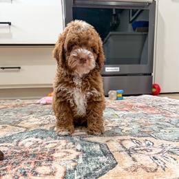 Gatlin - Red and white male Cockapoo puppy in Beresford, South Dakota from DAKOTA DOOD RANCH