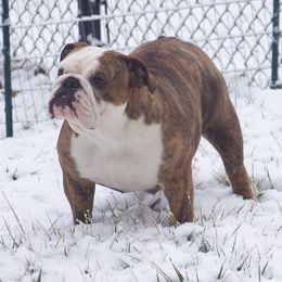 Bulldogs and Weimaraners from Peaksview