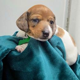 Scooby snacks - Piebald male Dachshund puppy in Roseville, California from Denver's Golden Dashies