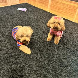 Poodle Puppies from CashEuro Poodles
